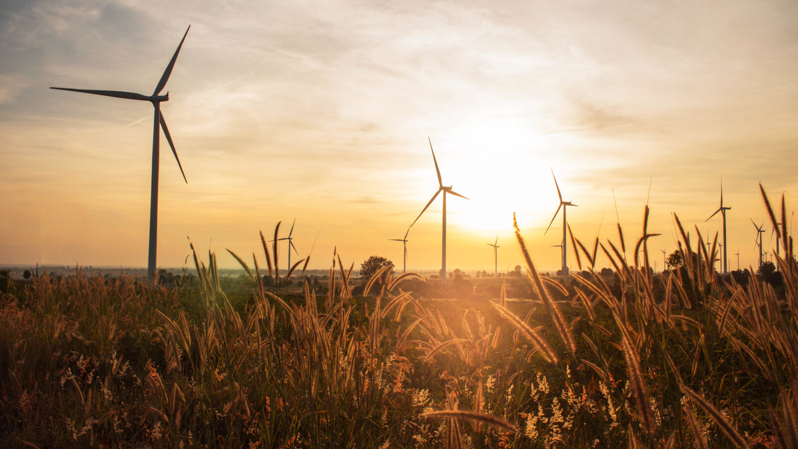 wind turbines in a field of wheat at sunrise